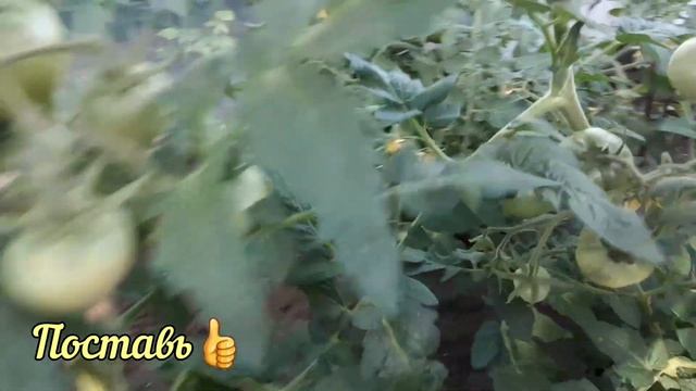 Перекись. Супер средство для томатов от фитофторы! Всегда так делаю. смотреть онлайн