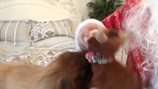 ПЕКИНЕСА ДЕНДИКА И КОШКУ ТОСЮ ПОЗДРАВЛЯЕМ С НОВЫМ 2023 ГОДОМ! ВСЕХ С ПРАЗДНИКОМ! #сергейтелков смотреть онлайн