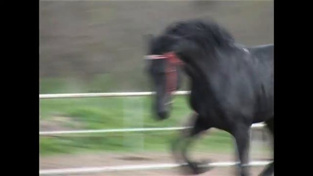 Конный завод А А Казакова смотреть онлайн