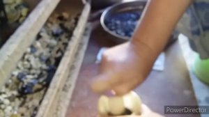 ❗Зола и Уголь для Кур//Насыпьте Это Курам !//Яйца круглый год!//Древесный Уголь для Кур Несушек.