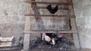 Завезли сено. Поездка на КамАЗе.