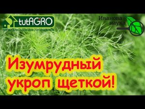 ТРИ СЕКРЕТА ПУШИСТОГО УКРОПА! Всходят щёткой даже старые семена.