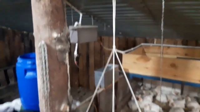 Бройлер КОББ 500 в 40 дней! 40 day broiler смотреть онлайн