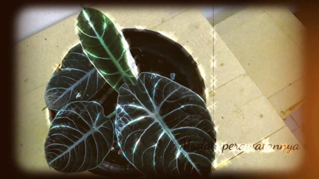 Alocasia Black Velvet смотреть онлайн