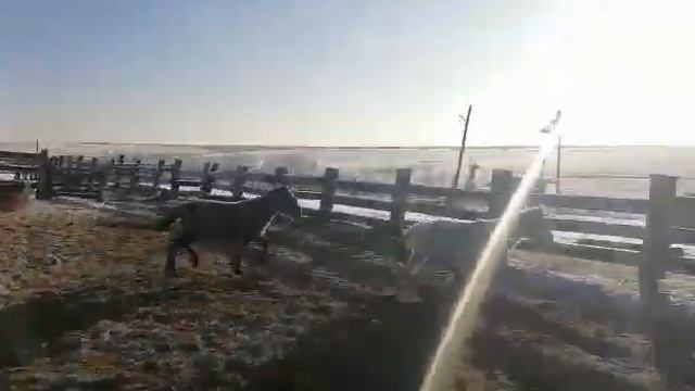 Забайкальская кучерявая. 2020 г. Табун 4 смотреть онлайн