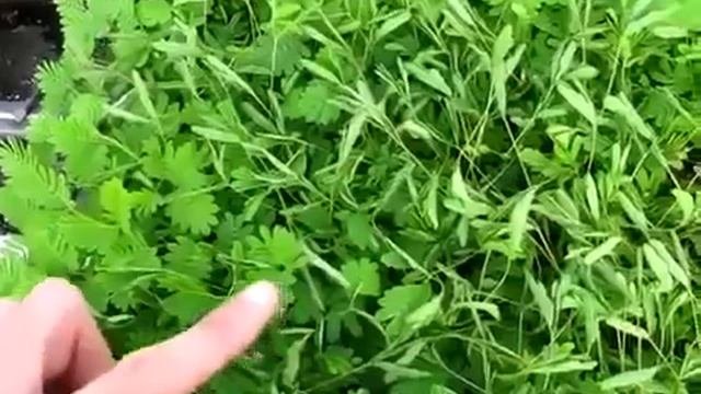 Растение недотрога, удивительно