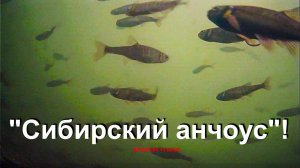 Да тут его как грязи! Пошел за хариусом, нашел другое...