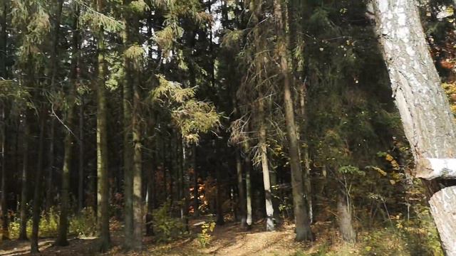 Ельник смотреть онлайн