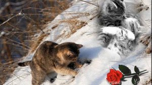 Замерзающий котёнок плакал и отчаянно шептал - Я тебя никому не отдам