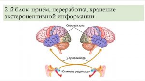 ПОНЯТИЕ О СТРУКТУРНО-ФУНКЦИОНАЛЬНЫХ БЛОКАХ ГОЛОВНОГО МОЗГА