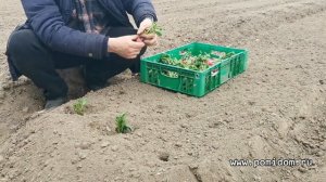 Редис на свои семена 2. Плодородие Вашей Земли 2 продолжение. Сортировка и отбор сортового редиса.