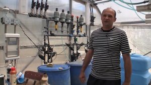 Клубника в теплице круглый год. Strawberry Mix 17