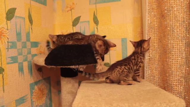 бенгалы Сумы смотреть онлайн