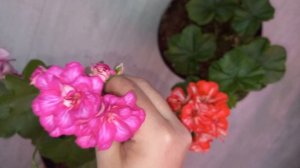 РАС Mexica Nealit и Toscana Okka, эффектные плющелистные пеларгонии