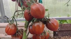 Томат Бордо. Необыкновенный цвет помидора и отличная урожайность #томат #помидор #сорт #семена