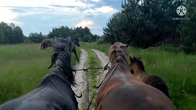 Прогулка на лошадях, все вместе!!! смотреть онлайн