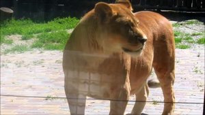 Львица Олесия в Ростовском зоопарке. 24.05.22 г.