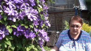 Клематисы третьей группы обрезки Посадка и уход. Сайт "Садовый мир"