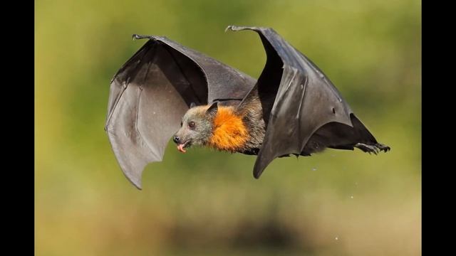Мир летучих мышей смотреть онлайн