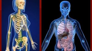скелет человека строение и функции