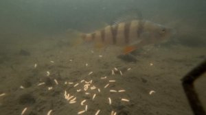 Как зимует карась подо льдом? Опустил камеру в лунку и решил покормить рыбу.