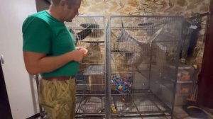 Степашка с Олегом Зубковым смотрят ролики про гамадрил, а Люська СПРЯТАЛАСЬ и ПЕРЕСТАЛА ЛЫШАТЬ)((