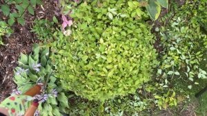 Как подстричь спирею🌱🌺🍃