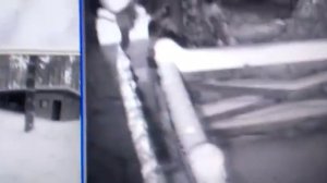 Куница против кота.