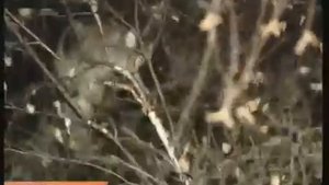 Солдат спасает кота Барсика | "А теперь домой, спать"