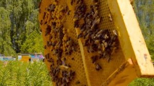 Трутневый гомогенат – природная виагра. Самый ценный пчелопродукт для мужчин