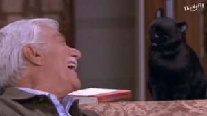 Если бы кошки могли говорить. Кот Сэлем, обычный домашний кот (Переозвучка)