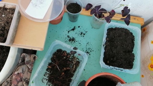 Мои комнатные цветы. Пересадка кислиц. Октябрь 2020 г. смотреть онлайн