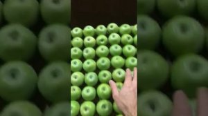 Яблоки Семеренко оптом