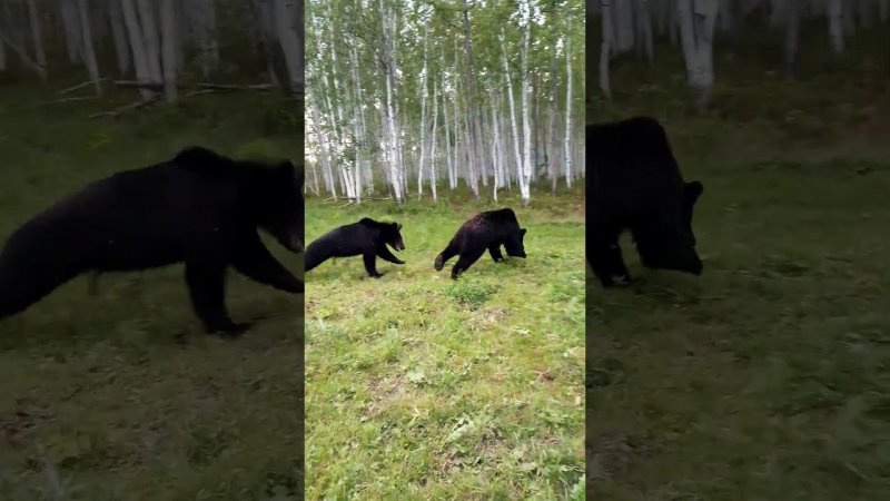 Медведи на пробежке.#медведь #bear