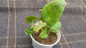 Indore Plants -Arrowhead Plant (Syngonium Podophyllum)