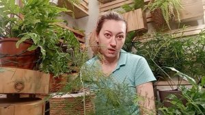 ПОЧЕМУ ЖЕЛТЕЮТ ЛИСТЬЯ/ Аспарагус / Спатифиллум #комнатныерастения #обзор #уходзарастениями