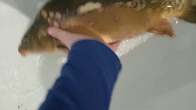 (бешеный) живой карп смотреть онлайн