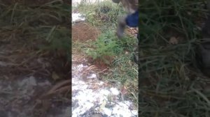 посадка пихты 5