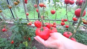 Обзор томатов для теплицы сорт Блаш, Дакоста Португальская, Жиголо