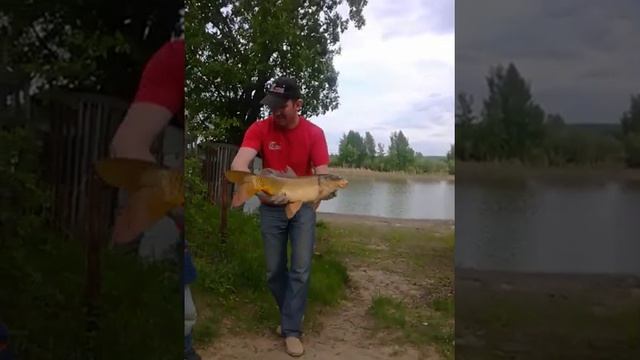 Золотистый карп в Волге. Сосед рыбак смотреть онлайн