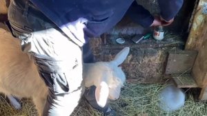 Вздулся ( тимпания ) живот у козы. Остановка рубца ?