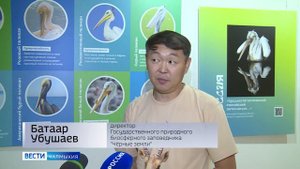 «Пеликантность. Пеликаны мира»