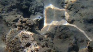 рыба-камень Бородавчатка stonefish Synanceia verrucosa