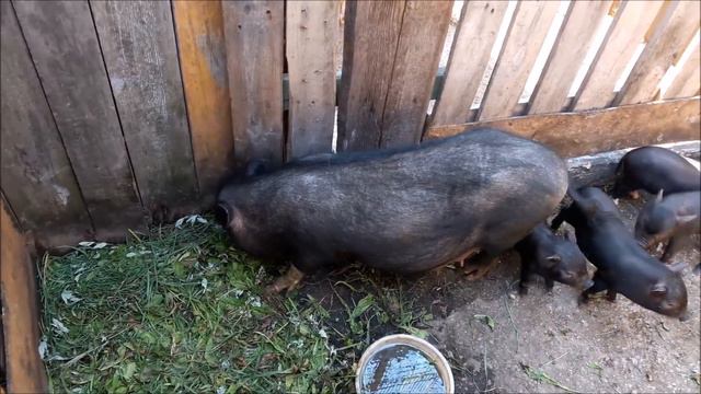 вьетнамские вислобрюхие поросята