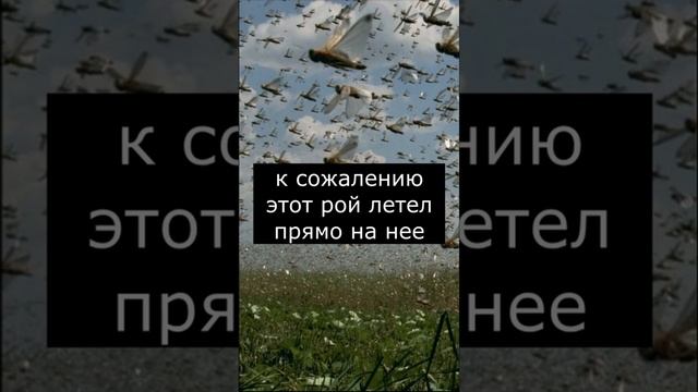 Эту Девушку съела Саранча | Страшилки