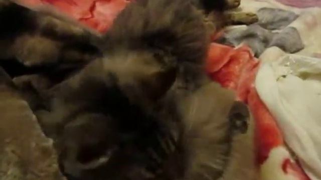 реакция кошки на шубу смотреть онлайн