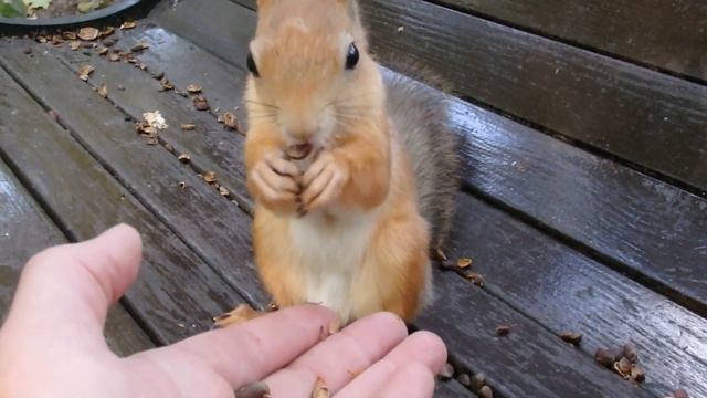 Чем старше белка тем легче она идёт на контакт смотреть онлайн