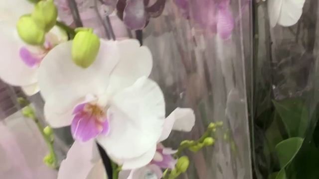 Поступление орхидей в Леруа Мерлен по 777 руб. Глаза разбегаются ) смотреть онлайн