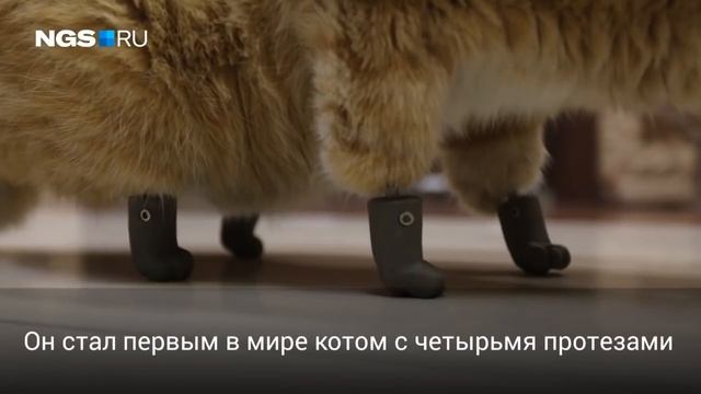 В Новосибирске живет кот с протезами вместо лап смотреть онлайн