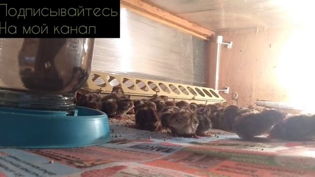 Перепела, первый день жизни, чем кормить, поить?